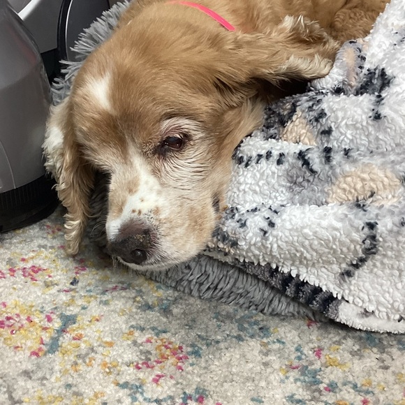 Treats for Sasha - Picture 1 of 1